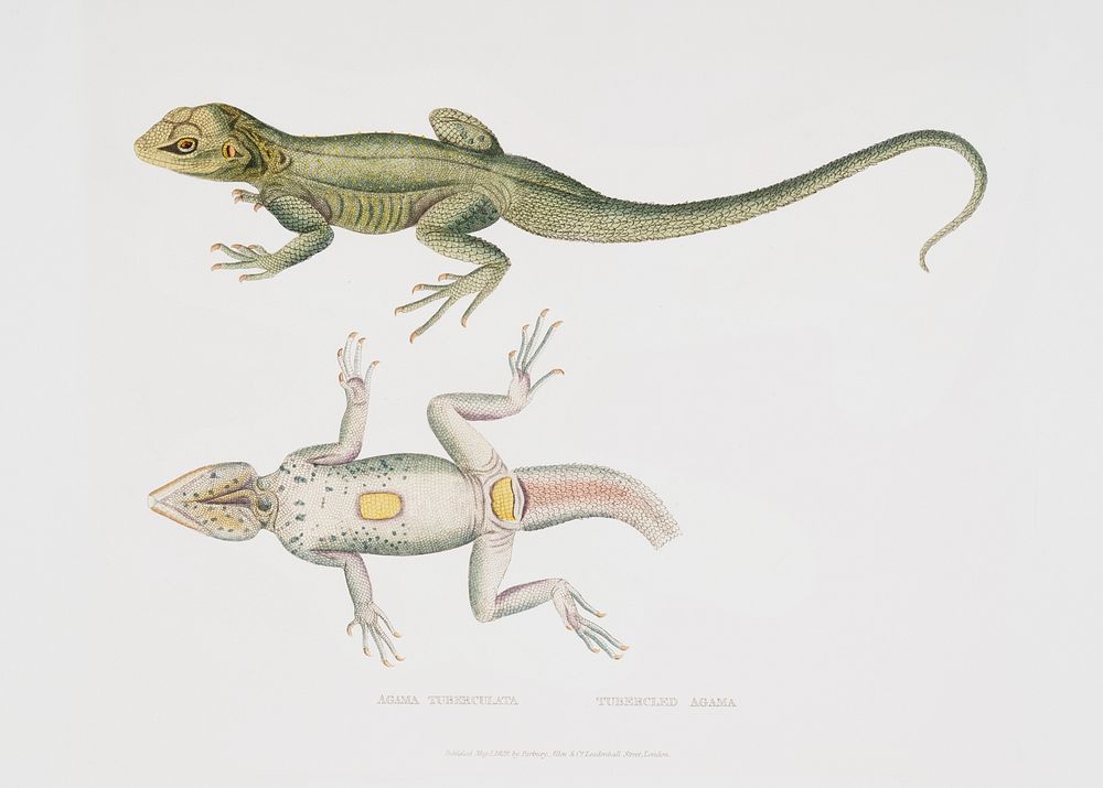 Tubercled Agama (Agama tuberculata) from Illustrations of Indian zoology (1830-1834) by John Edward Gray (1800-1875).…