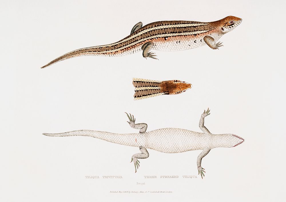 Three Streaked Tiliqua (Tiliqua trivittata) from Illustrations of Indian zoology (1830-1834) by John Edward Gray (1800…