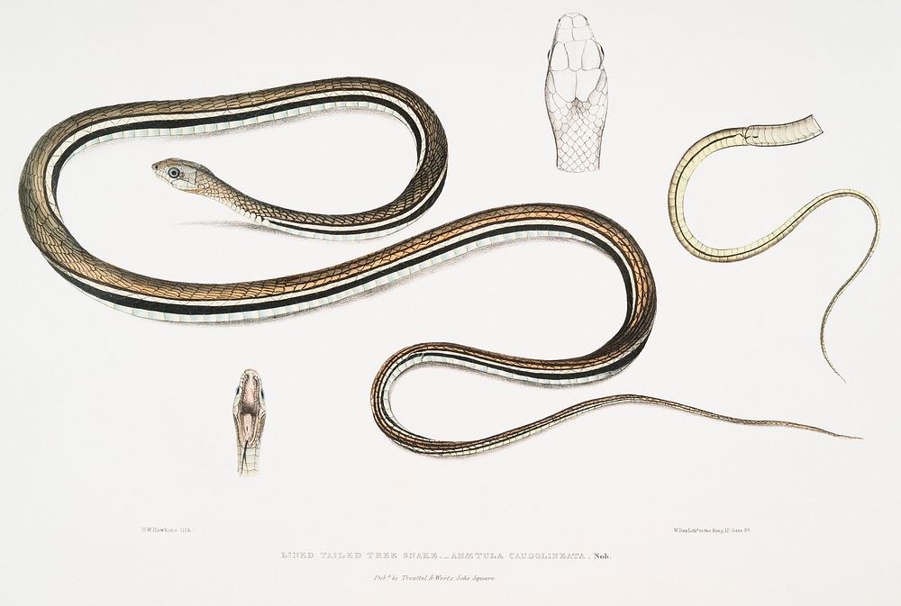 Lined Tailed Tree Snake (Ah&aelig;tula caudolineata) from Illustrations of Indian zoology (1830-1834) by John Edward Gray…