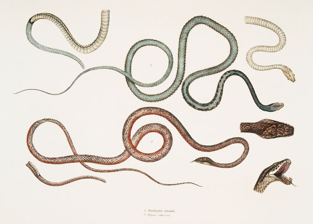 1. Side Streaked Tree Snake (Dendrophis lateralis); 2. Reddish Dipsus (Dipsus rubescens) from Illustrations of Indian…