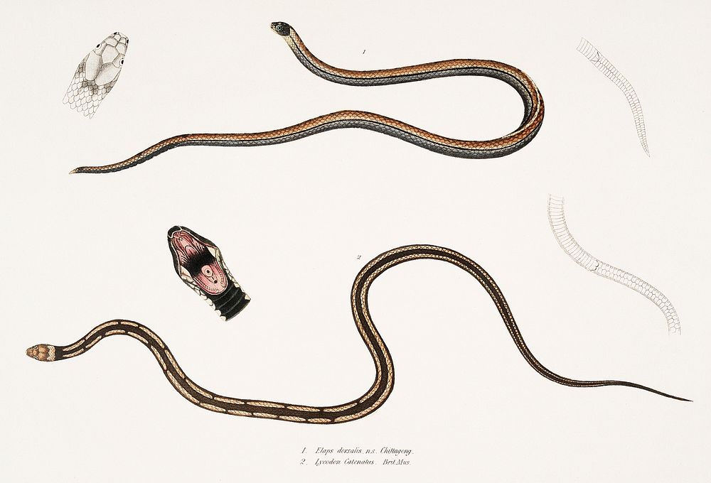 1. Lined backed Elaps (Elaps dorsalis); 2. Chain Spotted Lycodon (Lycodon catenatus) from Illustrations of Indian zoology…