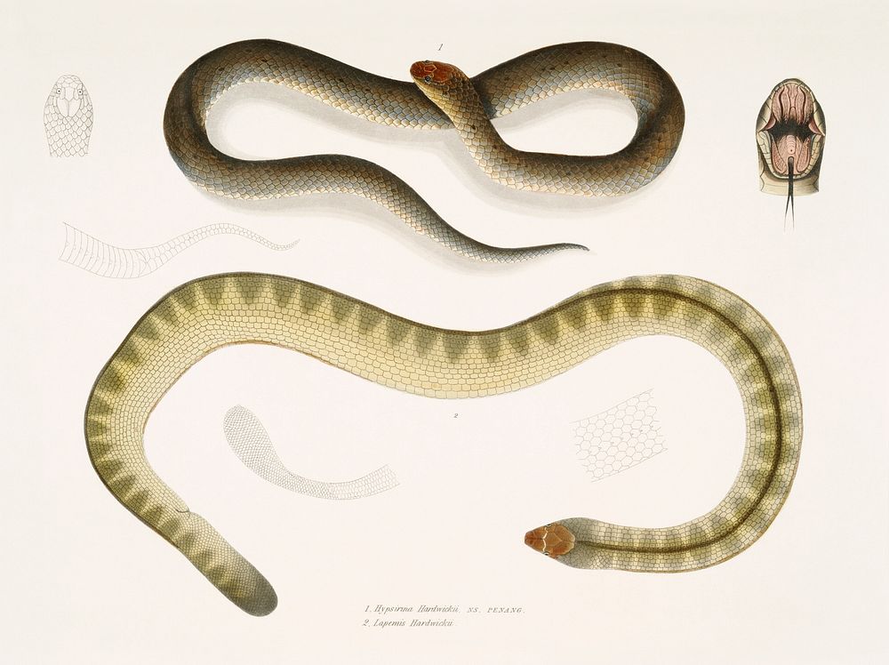 1. Penang Hypserina (Hypserina Hardwickii); 2. Hardwicke's Short Sea Snake (Lapemis Hardwickii) from Illustrations of Indian…