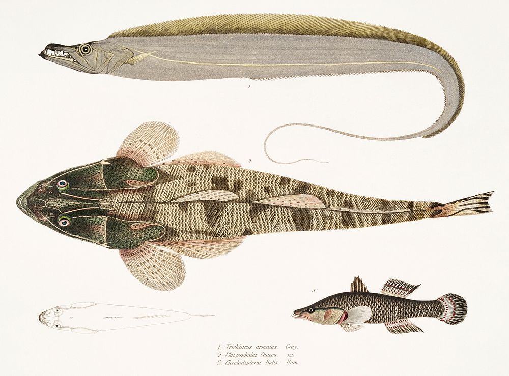 1. Armed Hairtail (Trichiurus armatus); 2. Chacca Flathead (Platycephalus Chacca); 3. Indian Cheilodipterus (Cheilodipterus…