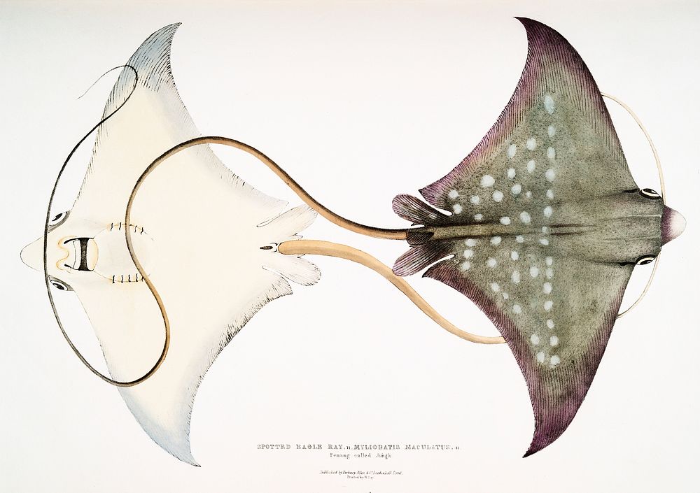 Spotted Eagle Sting Ray (Myliobatis maculatus) from Illustrations of Indian Zoology (1830-1834) by John Edward Gray (1800…