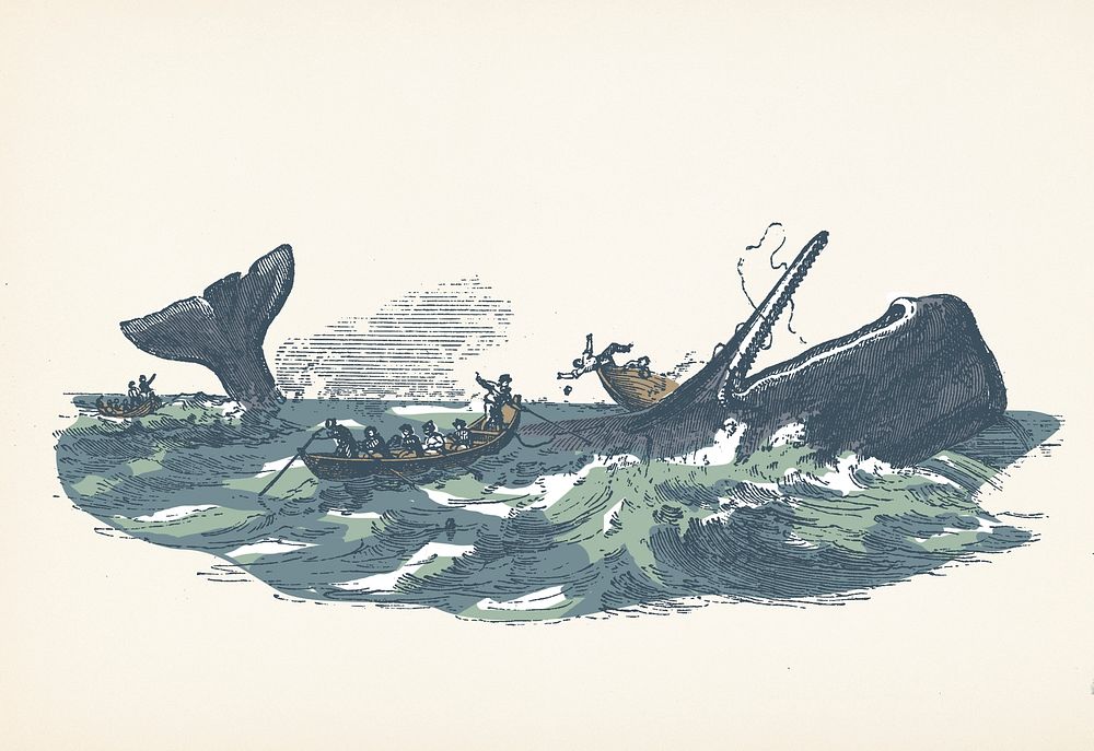 Illustration of the sperm whale while attacking fishing boat from The Natural History of the Sperm Whale (1839) by Thomas…