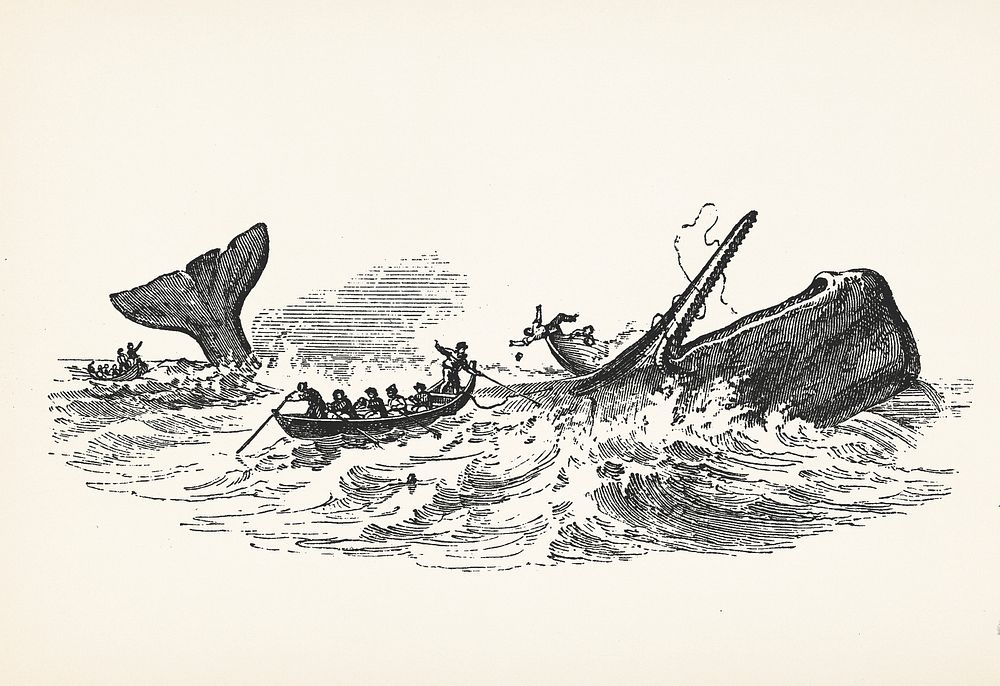 Illustration of the sperm whale while attacking fishing boat from The Natural History of the Sperm Whale (1839) by Thomas…