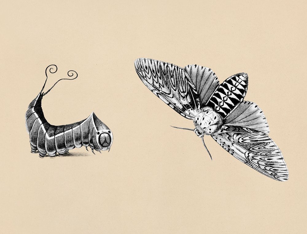 Illustration of Puss moth (Phalaena vinula) and its caterpillar from Zoological lectures delivered at the Royal institution…