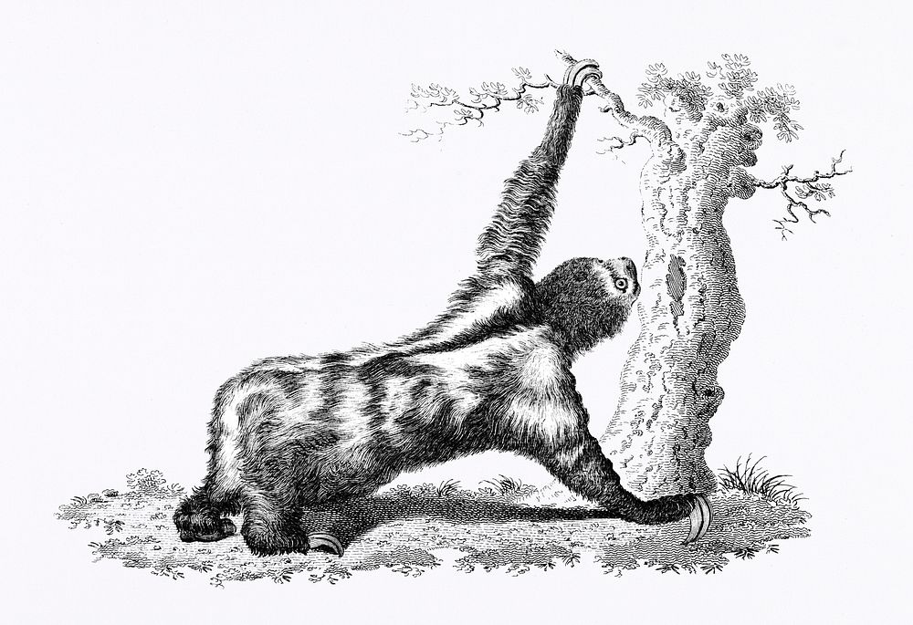 Three toed sloth from Zoological lectures delivered at the Royal institution in the years 1806-7 illustrated by George Shaw…
