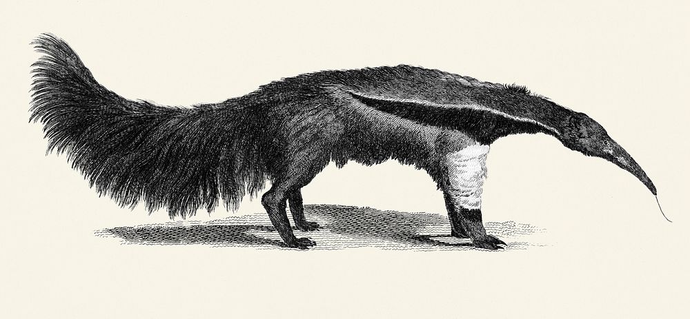 Great ant-eater from Zoological lectures delivered at the Royal institution in the years 1806-7 illustrated by George Shaw…
