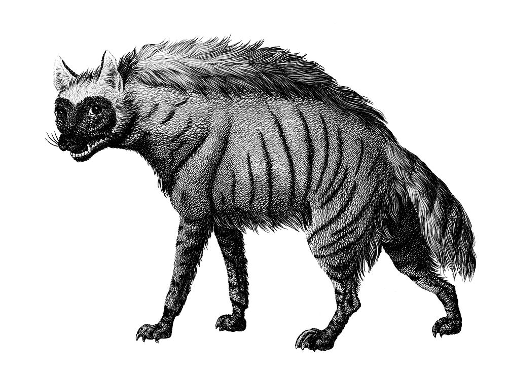Vintage illustrations of Striped Hyena