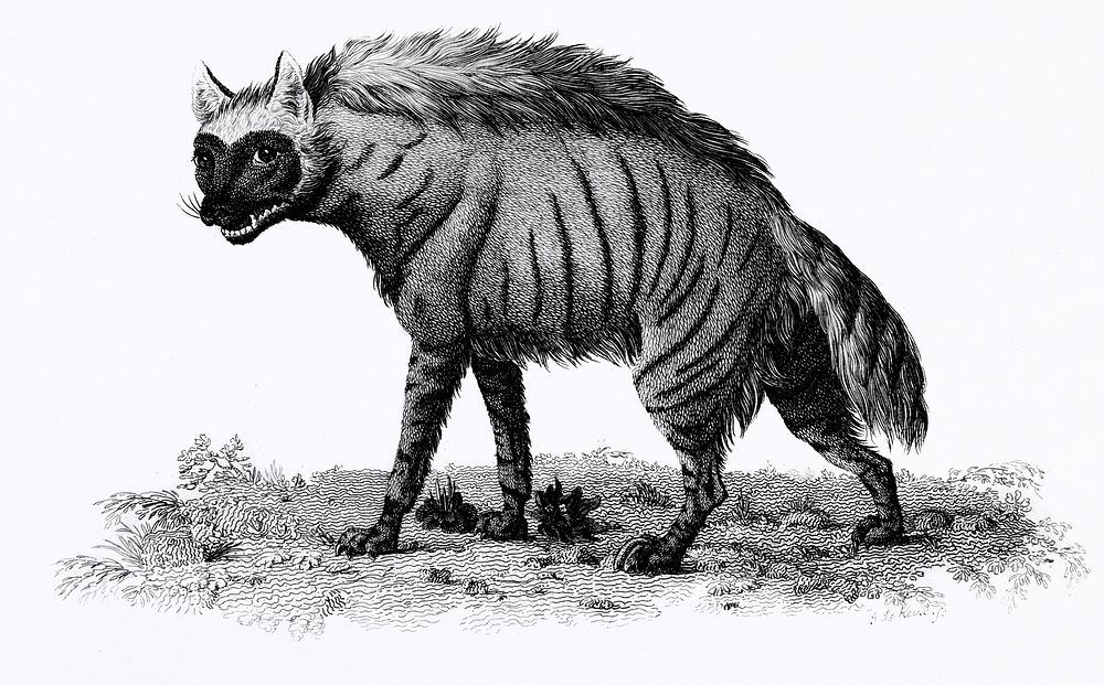 Striped Hyena from Zoological lectures delivered at the Royal institution in the years 1806-7 illustrated by George Shaw…