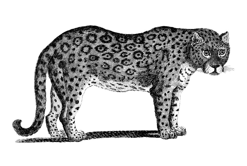 Vintage illustrations of Leopard and Panther