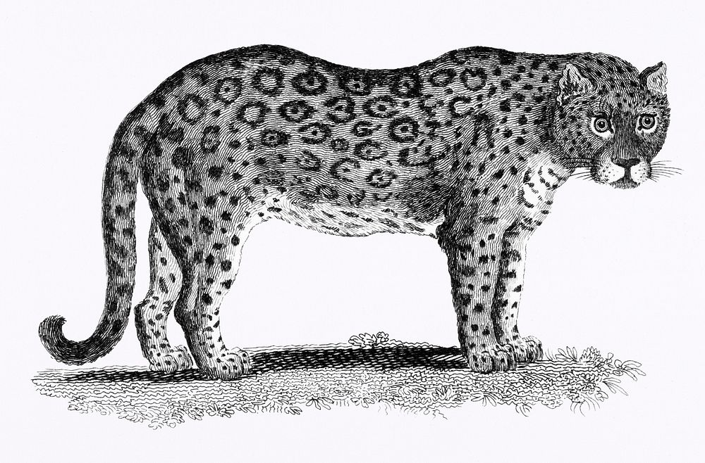 Illustration of Leopard and Panther from Zoological lectures delivered at the Royal institution in the years 1806-7…