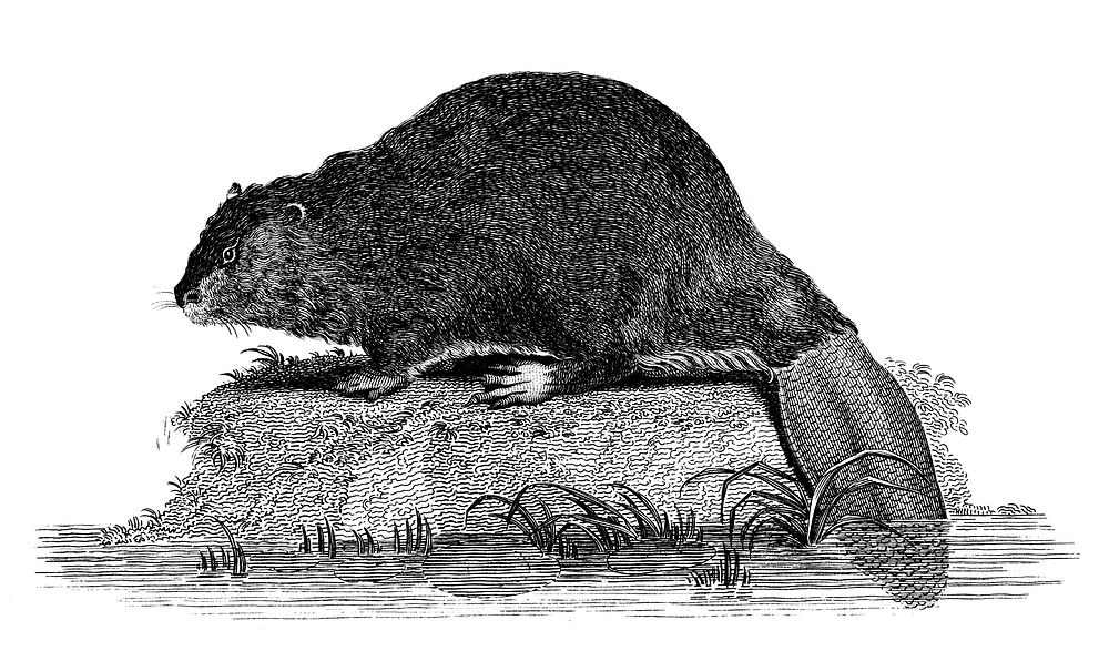 Illustration of Beaver from Zoological lectures delivered at the Royal institution in the years 1806-7 illustrated by George…