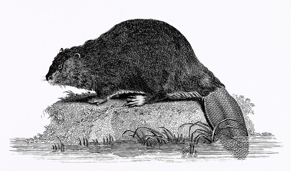 Illustration of Beaver from Zoological lectures delivered at the Royal institution in the years 1806-7 illustrated by George…