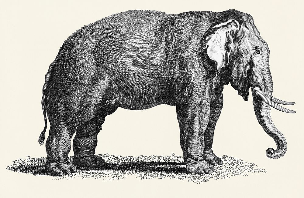 Illustration of Elephant from Zoological lectures delivered at the Royal institution in the years 1806-7 illustrated by…