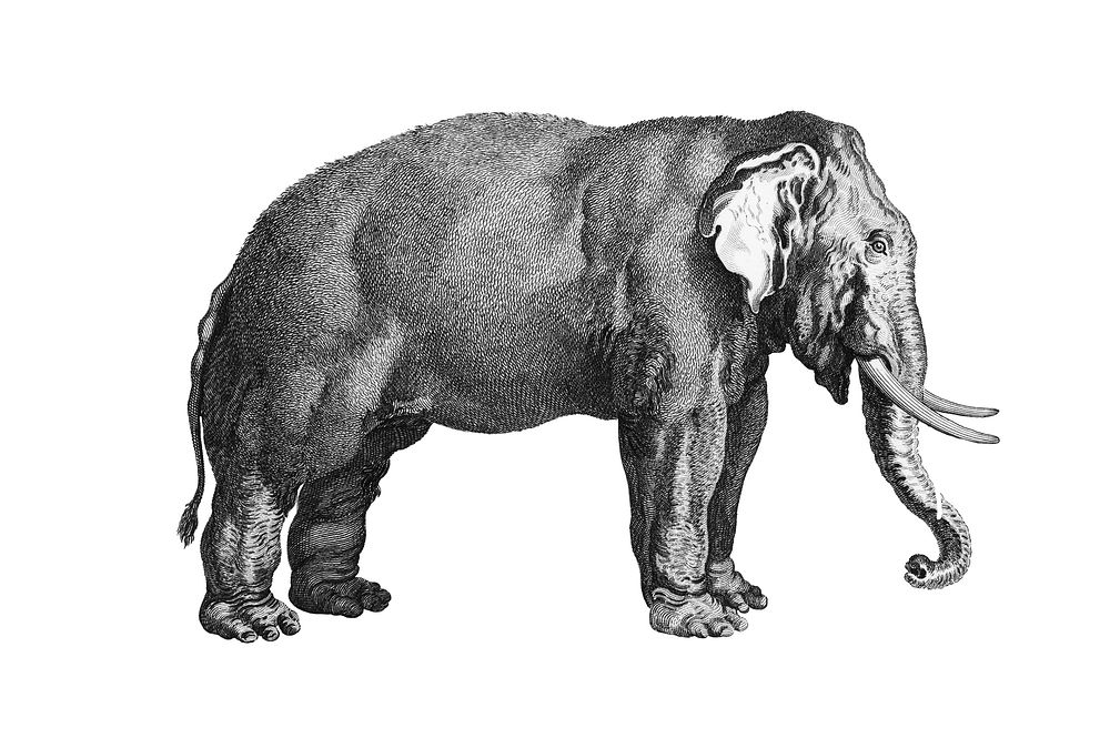 Vintage illustrations of Elephant