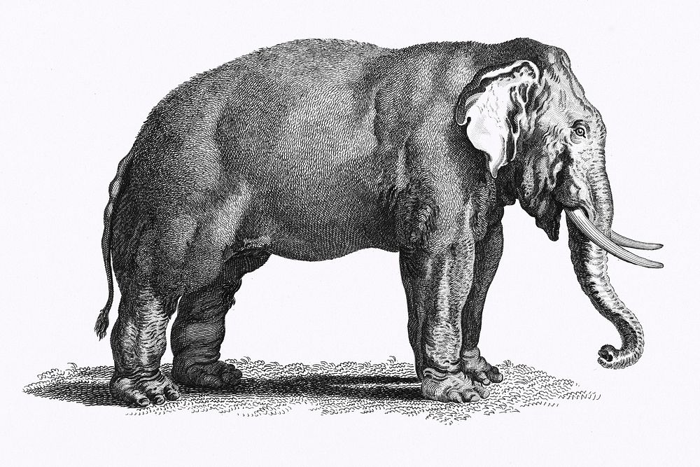 Illustration of Elephant from Zoological lectures delivered at the Royal institution in the years 1806-7 illustrated by…