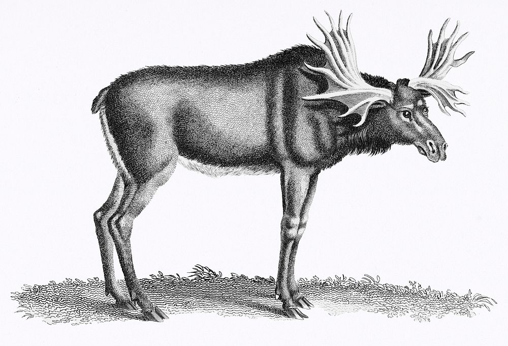 Illustration of Elk from Zoological lectures delivered at the Royal institution in the years 1806-7 illustrated by George…