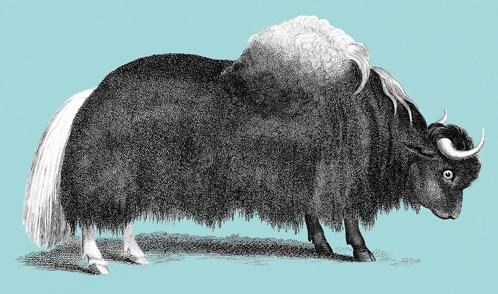 Illustration of Yak from Zoological lectures delivered at the Royal institution in the years 1806-7 illustrated by George…
