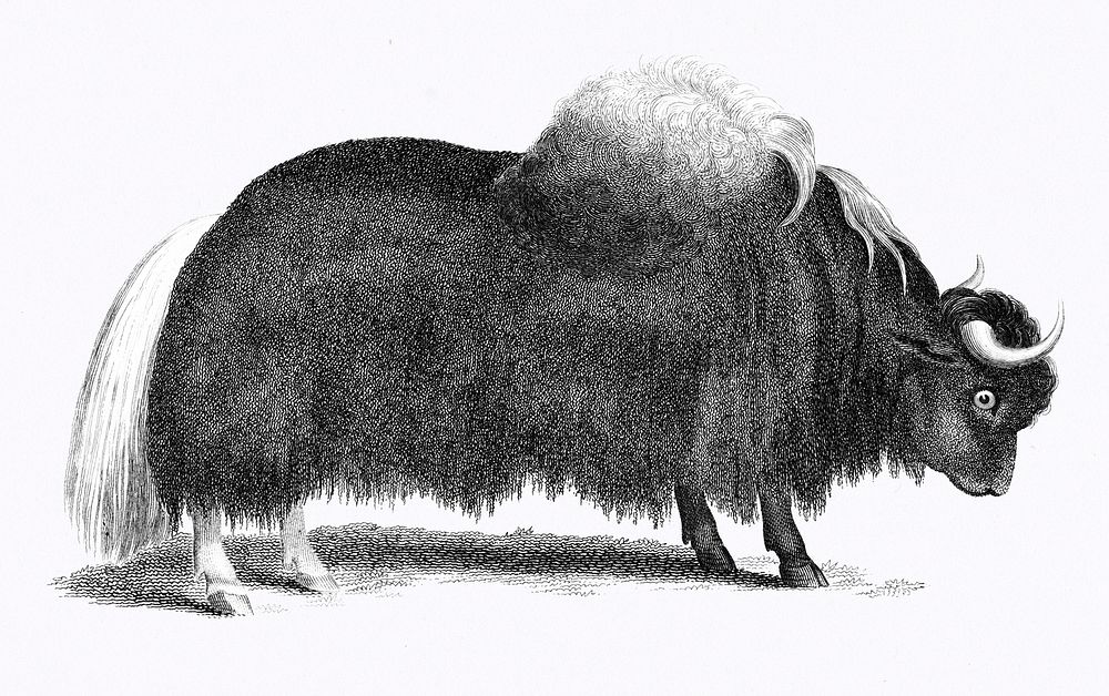 Illustration of Yak from Zoological lectures delivered at the Royal institution in the years 1806-7 illustrated by George…