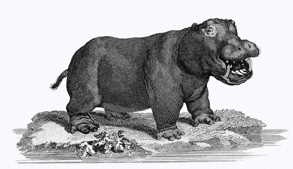 Illustration of Hippopotamus from Zoological lectures delivered at the Royal institution in the years 1806-7 illustrated by…