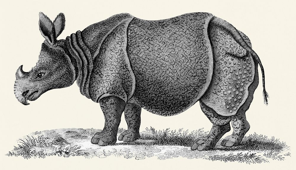 Illustration of Single-horned Rhinoceros from Zoological lectures delivered at the Royal institution in the years 1806-7…