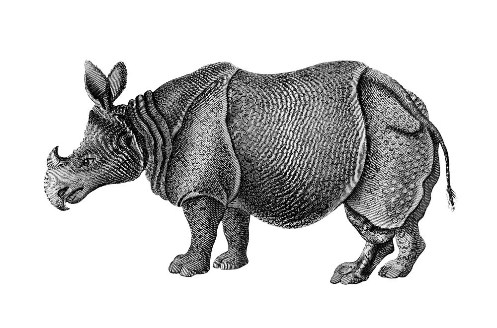 Vintage illustrations of Single-horned Rhinoceros