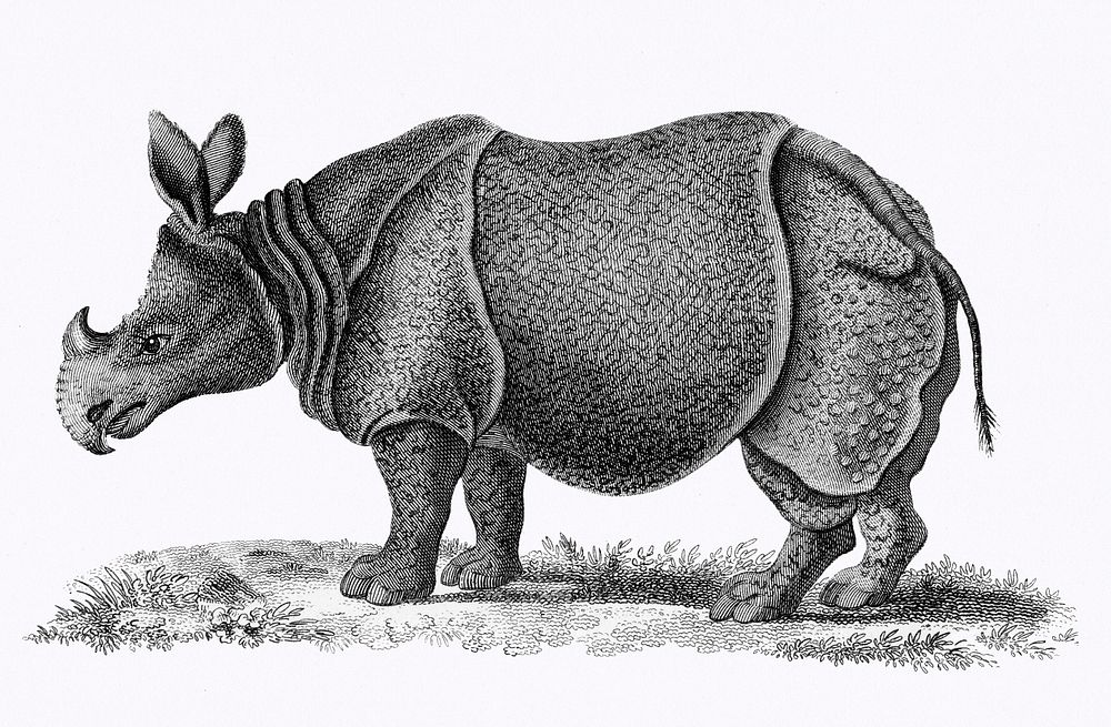 Illustration of Single-horned Rhinoceros from Zoological lectures delivered at the Royal institution in the years 1806-7…