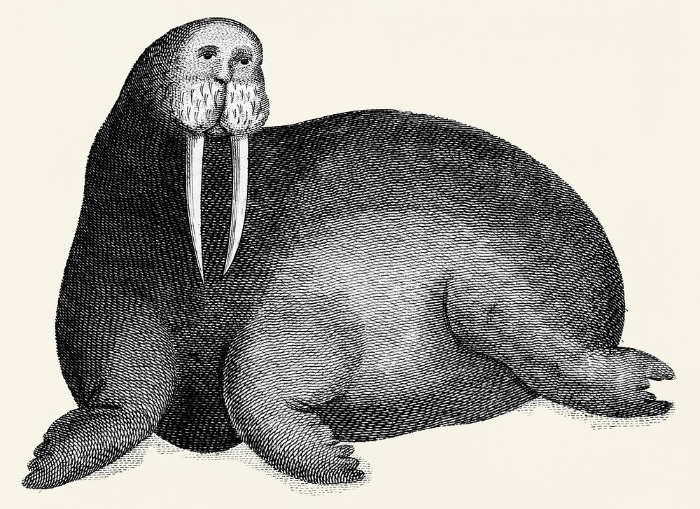 Arctic walrus from Zoological lectures delivered at the Royal institution in the years 1806-7 illustrated by George Shaw…