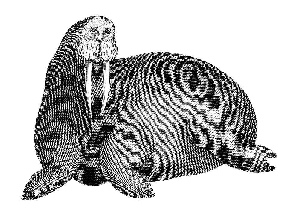 Vintage illustrations of Arctic walrus