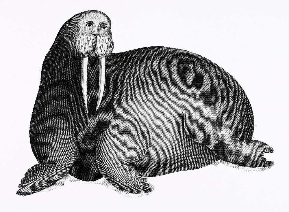 Arctic walrus from Zoological lectures delivered at the Royal institution in the years 1806-7 illustrated by George Shaw…