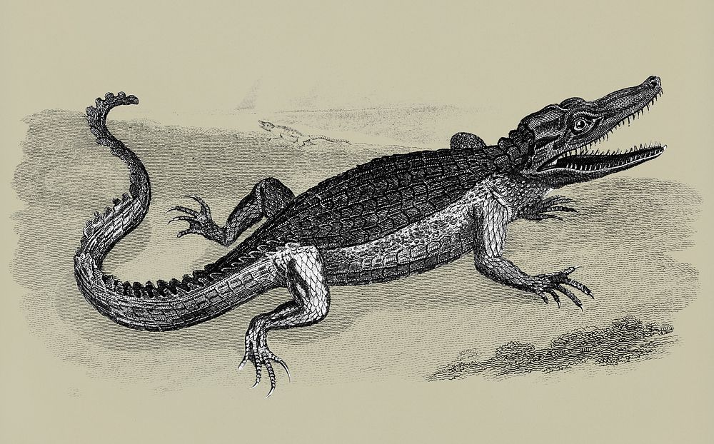 Illustration of Crocodile from Zoological lectures delivered at the Royal institution in the years 1806-7 illustrated by…