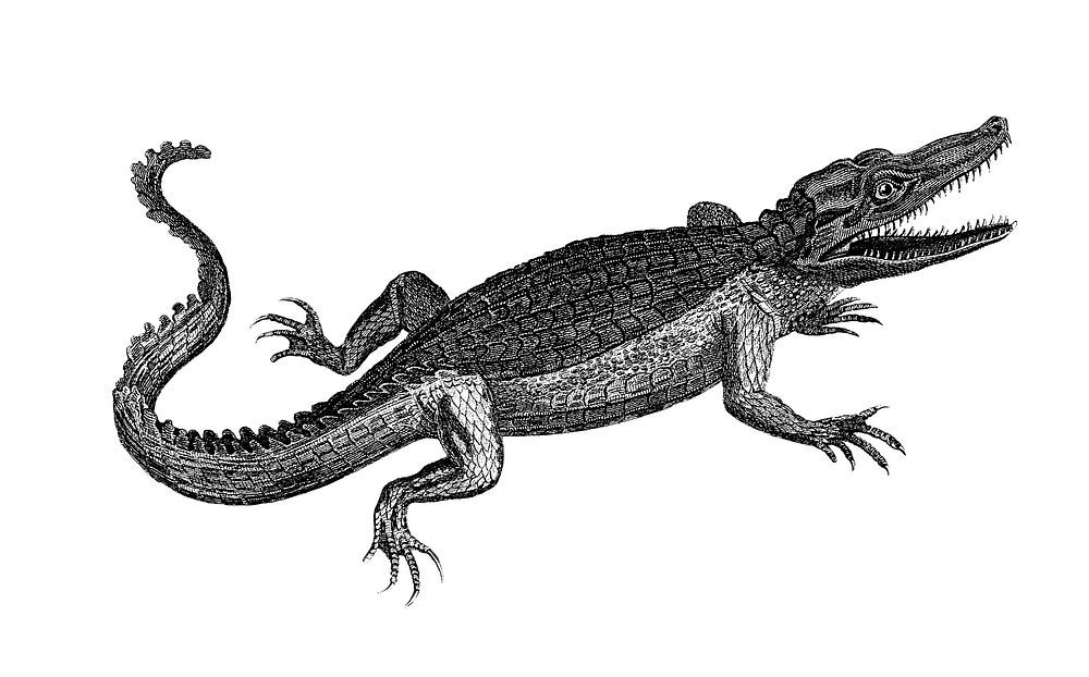Vintage illustrations of Crocodile