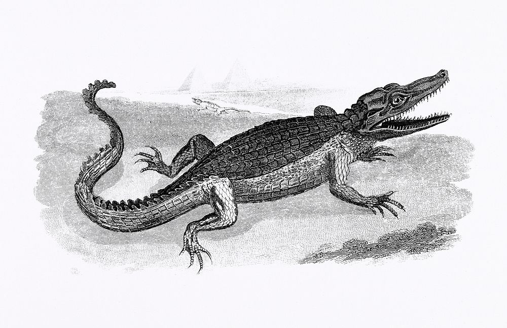 Illustration of Crocodile from Zoological lectures delivered at the Royal institution in the years 1806-7 illustrated by…