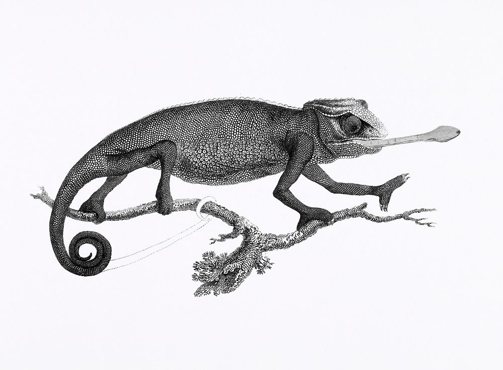 Illustration of Chameleon from Zoological lectures delivered at the Royal institution in the years 1806-7 illustrated by…