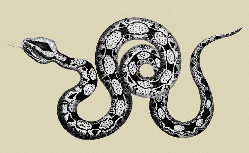 Illustration of Constrictor boa from Zoological lectures delivered at the Royal institution in the years 1806-7 illustrated…