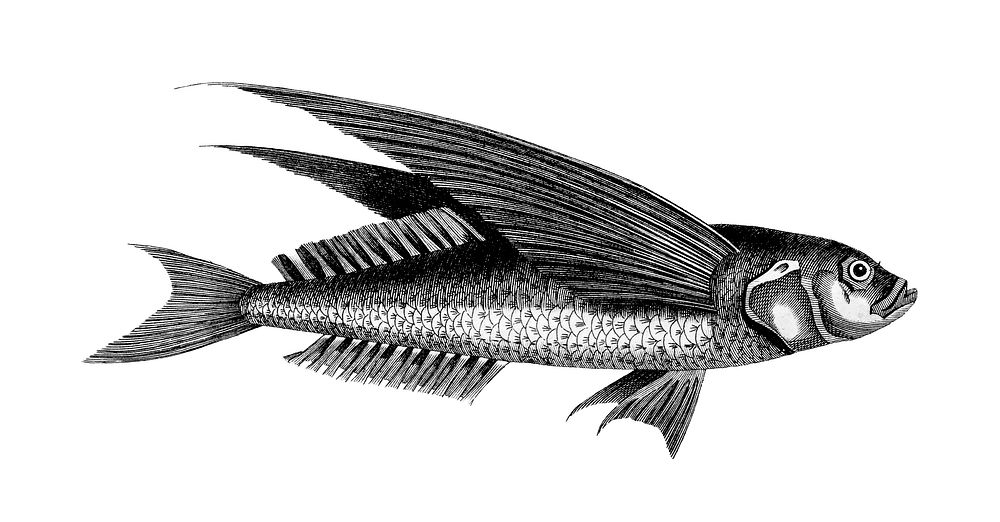 Vintage illustrations of Oceanic flying fish