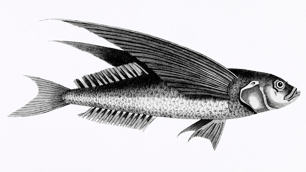 Oceanic flying fish from Zoological lectures delivered at the Royal institution in the years 1806-7 illustrated by George…