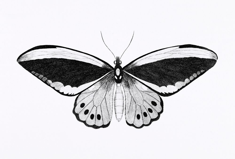 Illustration of papilio from Zoological lectures delivered at the Royal institution in the years 1806-7 illustrated by…
