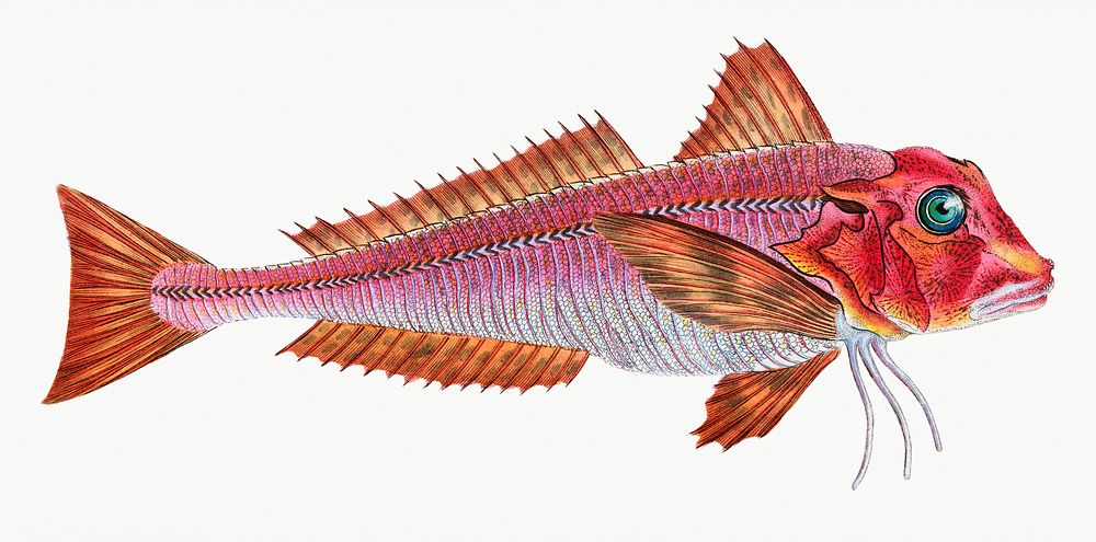 Red gurnard from The Natural History of British Fishes (1802) by Edward Donovan. Original from the New York Public Library.…