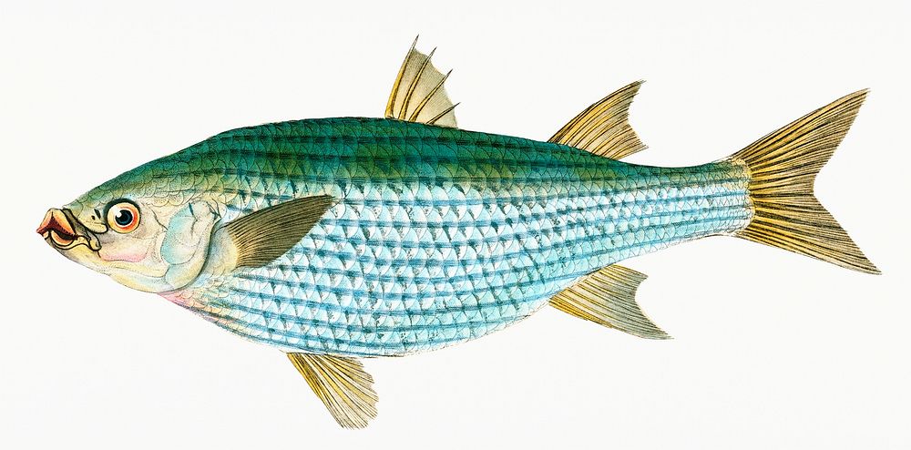 Mullet from The Natural History of British Fishes (1802) by Edward Donovan. Original from the New York Public Library.…