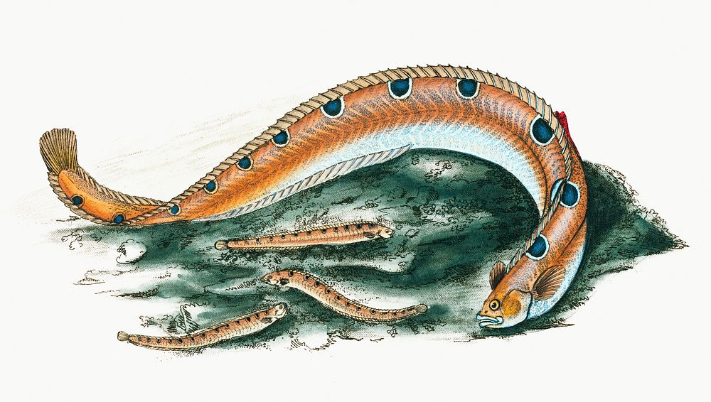 Spotted Blenny or Butter-fish from The Natural History of British Fishes (1802) by Edward Donovan. Original from the New…