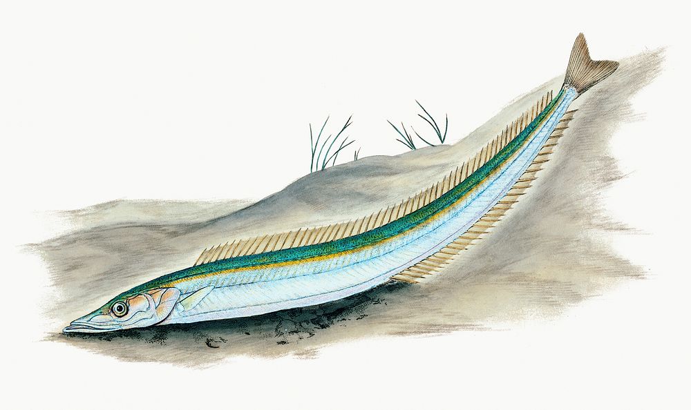 Vintage Illustration of The lesser sand eel.