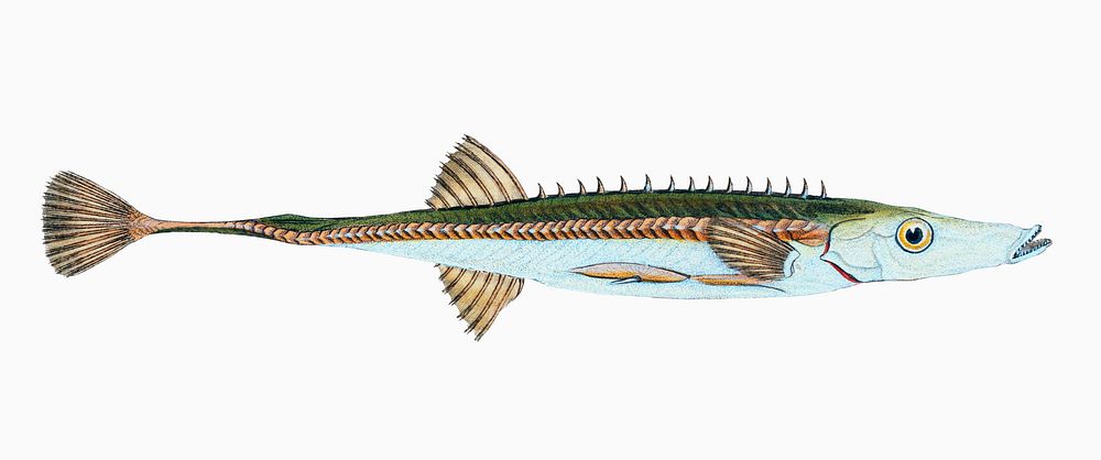 Fifteen-spined Stickleback from The Natural History of British Fishes (1802) by Edward Donovan. Original from the New York…