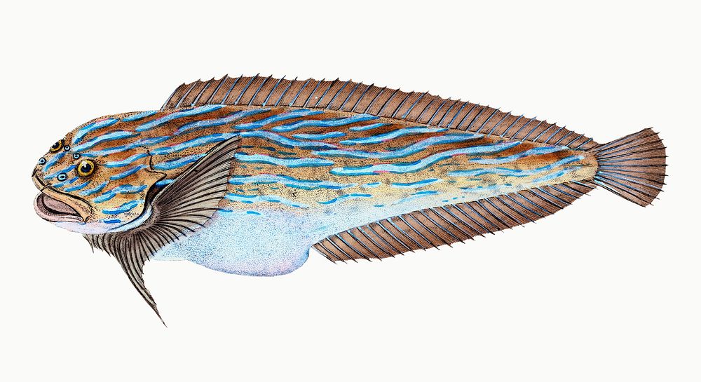 Trimaculated Wrasse from The Natural History of British Fishes (1802) by Edward Donovan. Original from the New York Public…