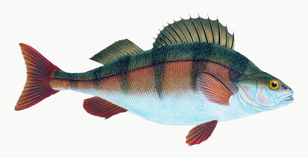 Perch from The Natural History of British Fishes (1802) by Edward Donovan. Original from the New York Public Library.…