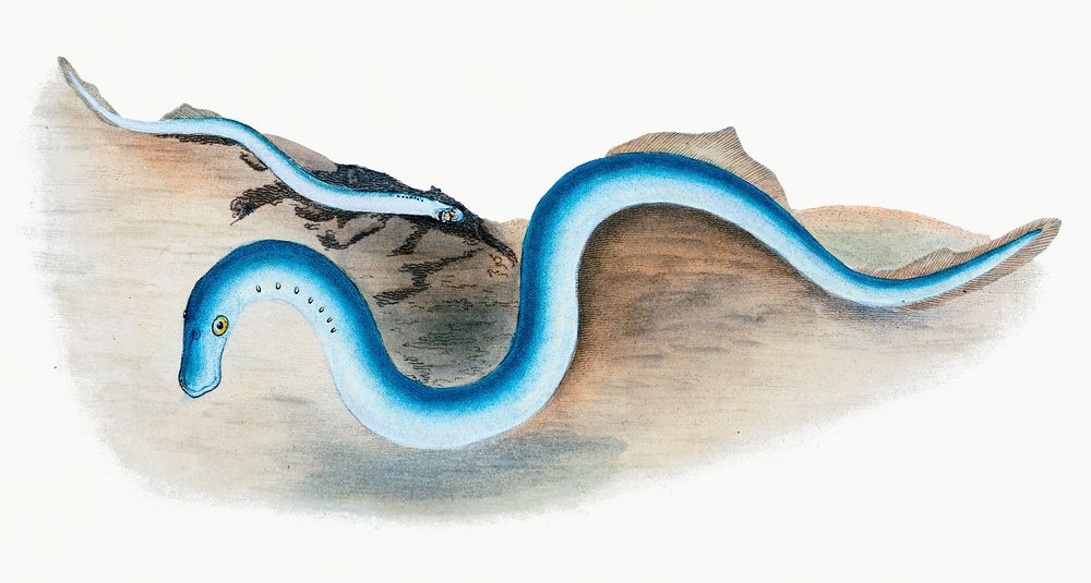 Lesser Lamprey from The Natural History of British Fishes (1802) by Edward Donovan. Original from the New York Public…