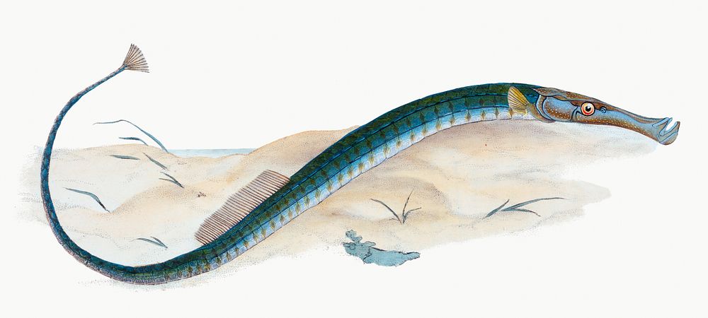 Vintage Illustration of Pelagic Pipe-fish.