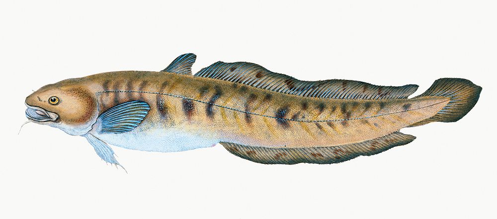 Burbot from The Natural History of British Fishes (1802) by Edward Donovan. Original from the New York Public Library.…